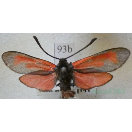 Zygaena purpuralis (Brünnich, 1763) Kraśnik purpuraczek Deutschland93b